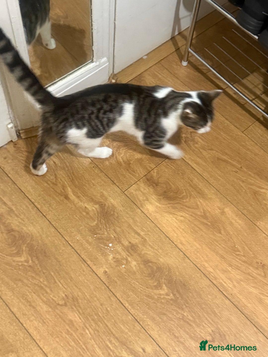 Asian cats for sale: blues  - Advert 2