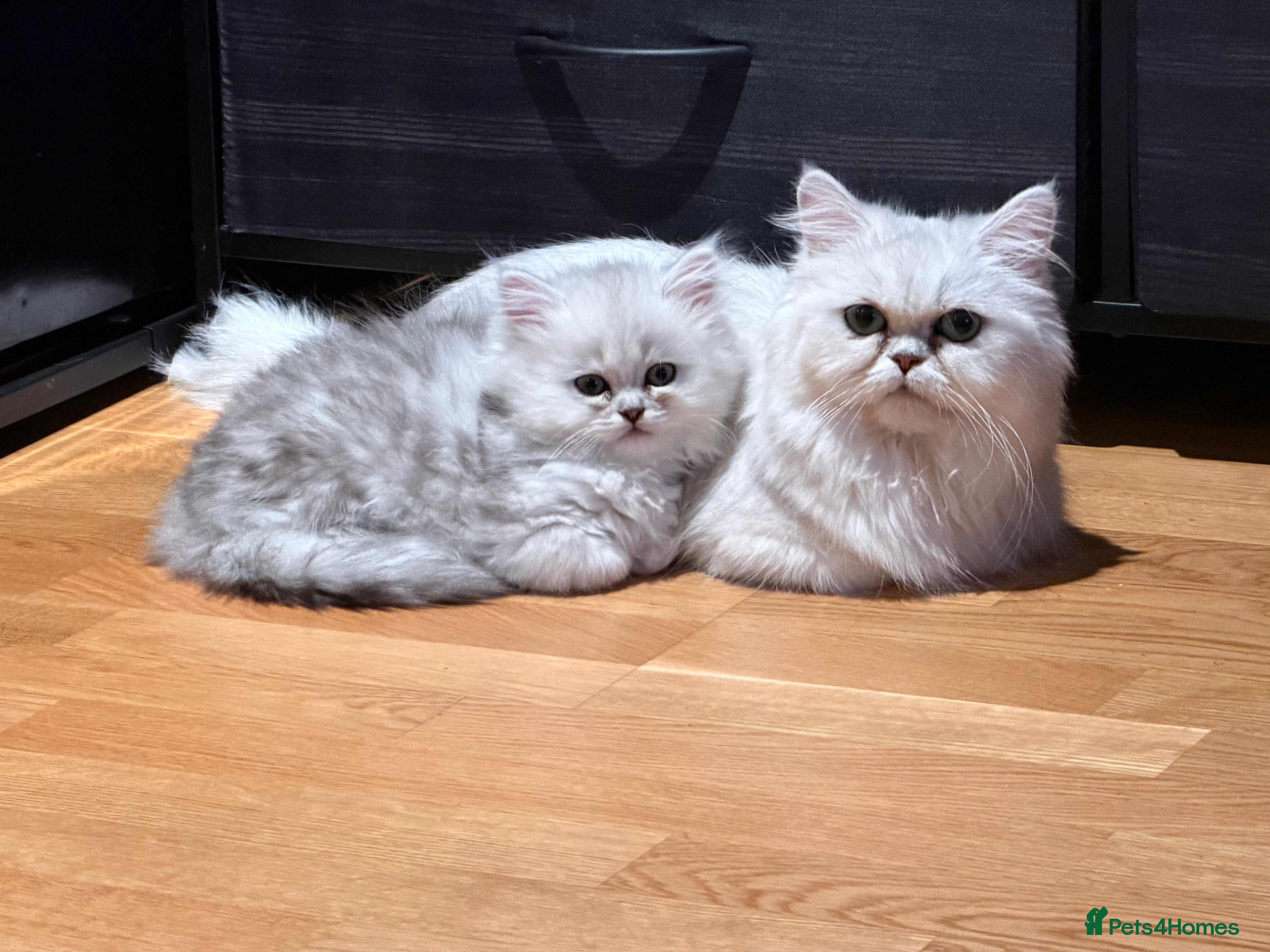 British Shorthair cats BSH + Persian Kittens - Advert 1
