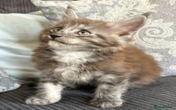 Maine Coon cats for sale: Last 2 Beautiful mc boys ready now  - Image 8
