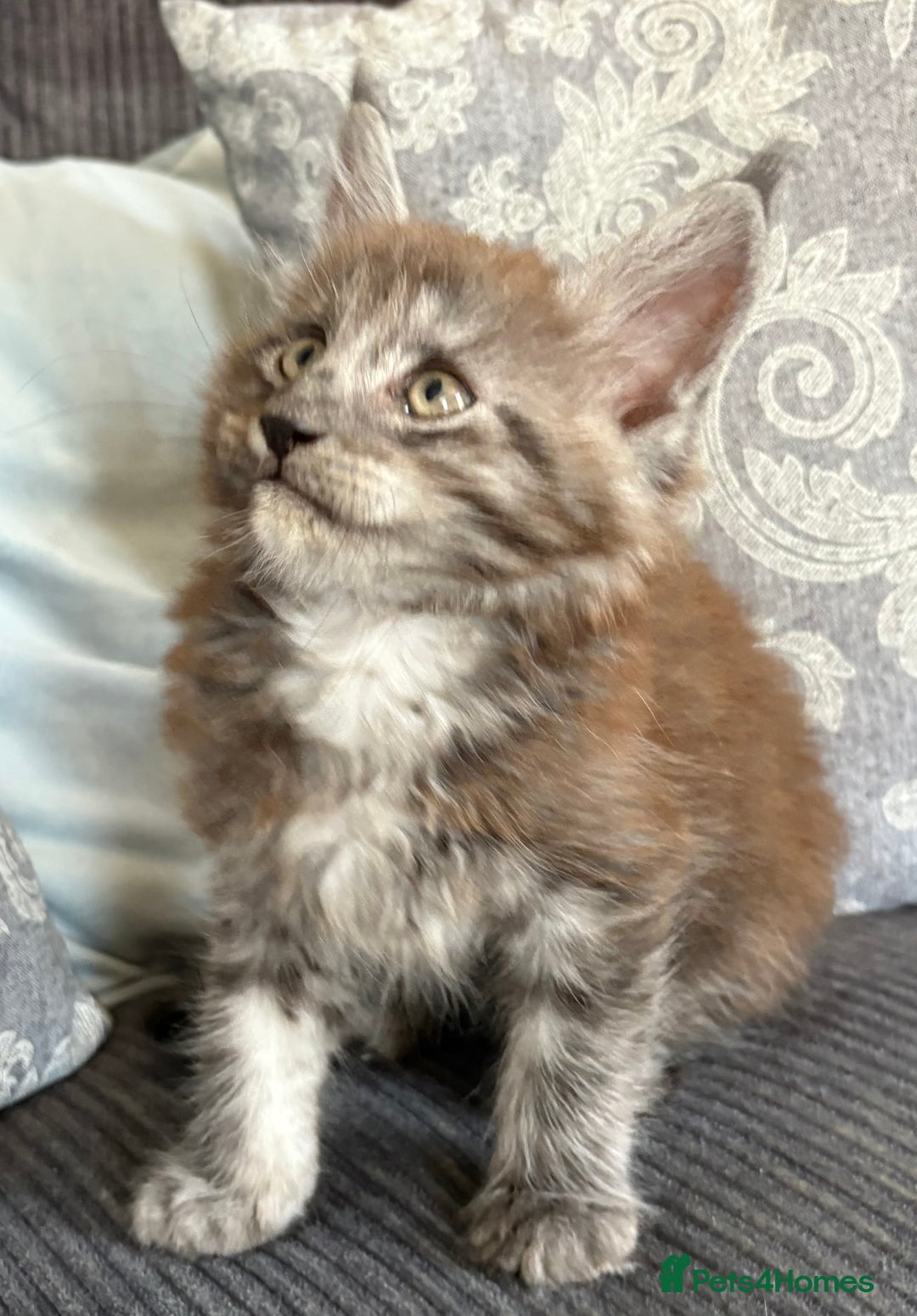 Maine Coon cats for sale: Last 2 Beautiful mc boys ready now  - Image 8