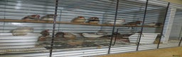 Finches birds for sale: Zebra finches for sale - Advert 1