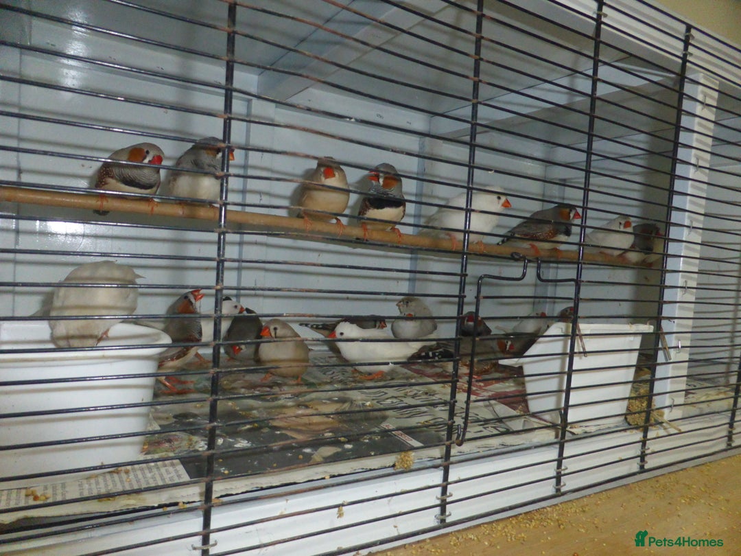 Finches birds for sale: Zebra finches for sale - Advert 1