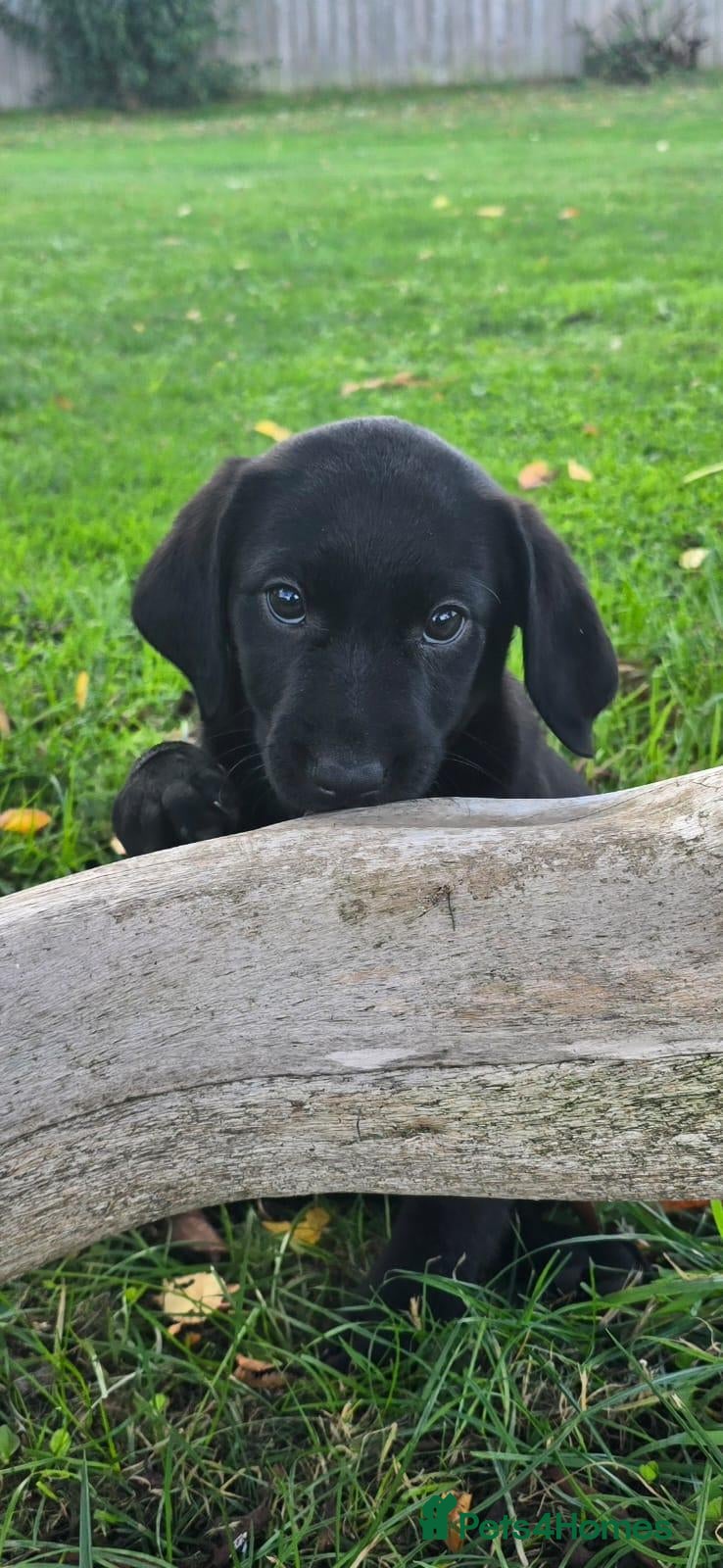 Labrador Retriever dogs for sale: *Beautiful kc, Dna clear labrador puppies* - Advert 2