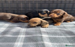 Miniature Dachshund dogs for sale: KC Registered true petite Miniature Dachshunds - Image 2