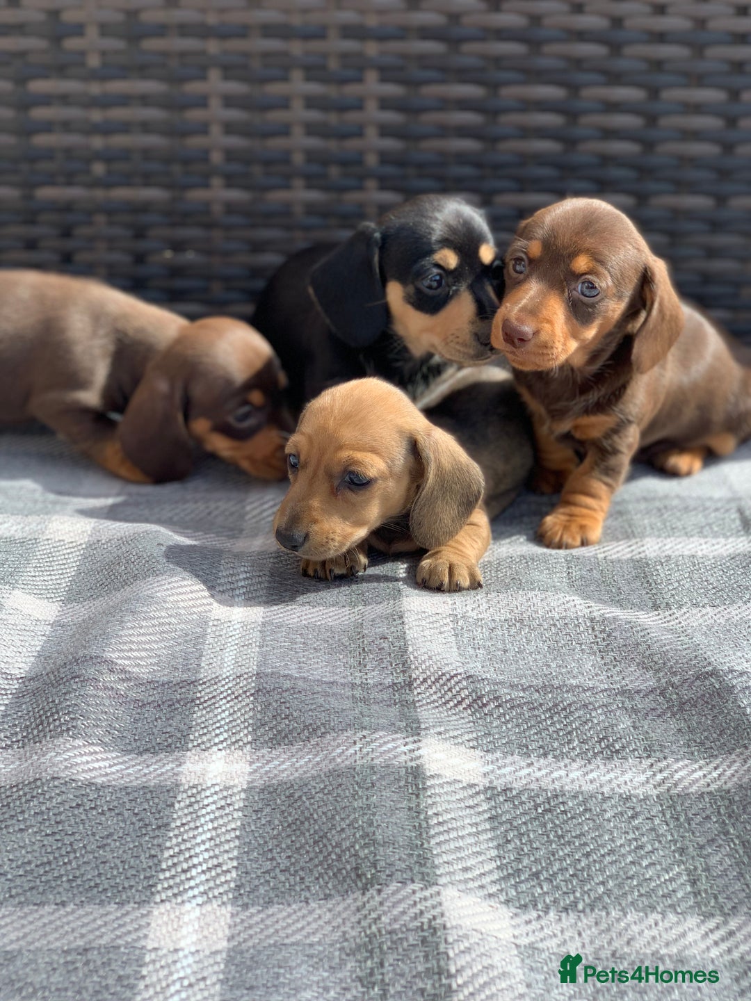 Miniature Dachshund dogs for sale: KC Registered true petite Miniature Dachshunds - Image 2