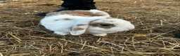 Mini Lop rabbits for sale: Mini lop white and brown doe  - Advert 2