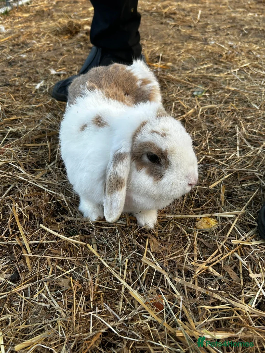 Mini Lop rabbits for sale: Mini lop white and brown doe  - Advert 2