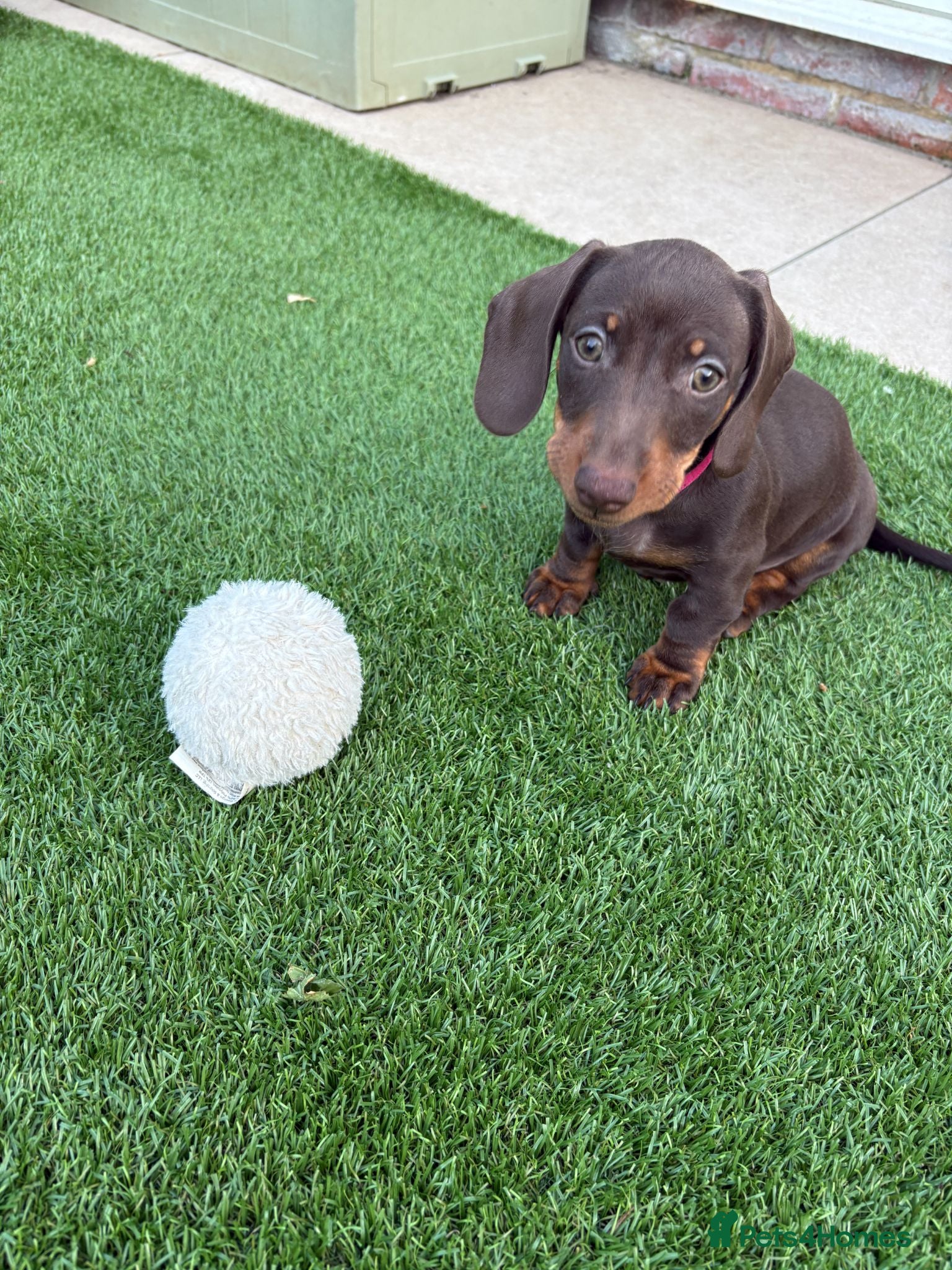 Dachshund dogs Minatare Dachshund - Advert 2