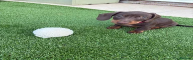 Dachshund Puppy 7 (Daisy)