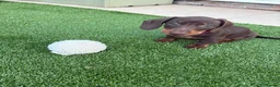 Dachshund dogs for sale: Miniature Dachshund Smooth Haired Dachshunds' - Advert 13