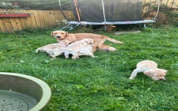 Labrador Retriever dogs for sale: Lovely Labrador pups - Image 12