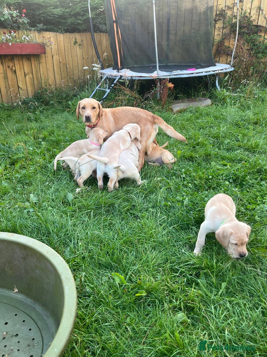 Labrador Retriever dogs for sale: Lovely Labrador pups - Image 12