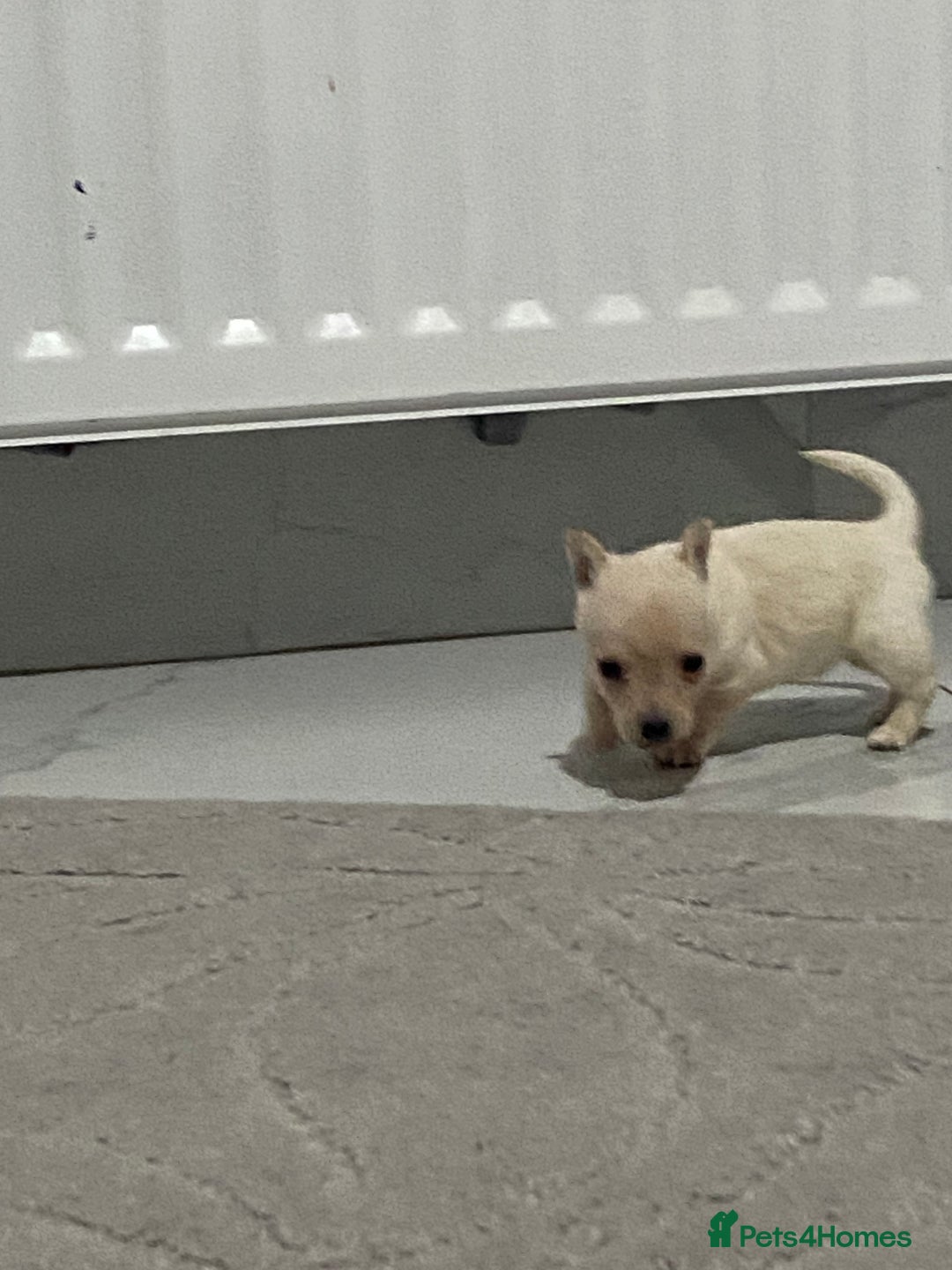 Chihuahua dogs for sale: 3 beautiful chihuahua puppies  - Advert 7