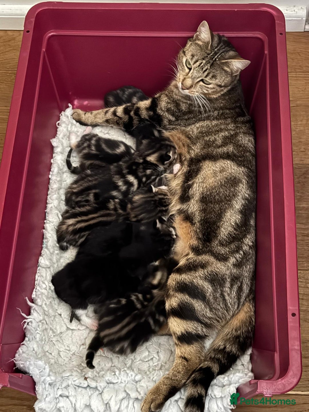 British Shorthair cats for sale: Beautiful playful kittens  - Image 14