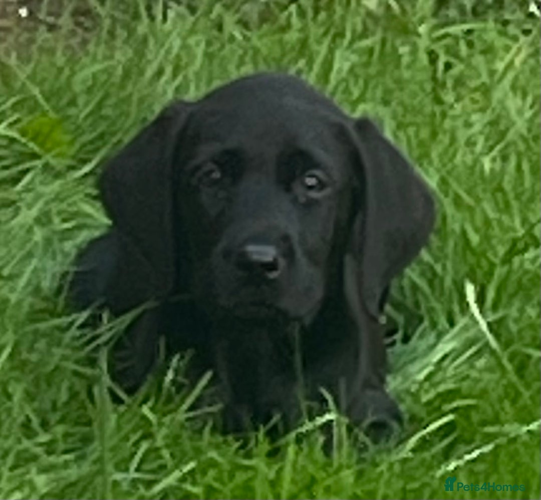 Labrador Retriever dogs for sale: Beautiful lab female puppy  - Image 13