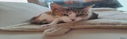 Mixed Breed cats for adoption: Viola - calm and sweet girl - Advert 5