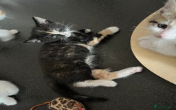 Domestic Shorthair cats for sale: Litter of 9 Beautiful Kittens - Image 24