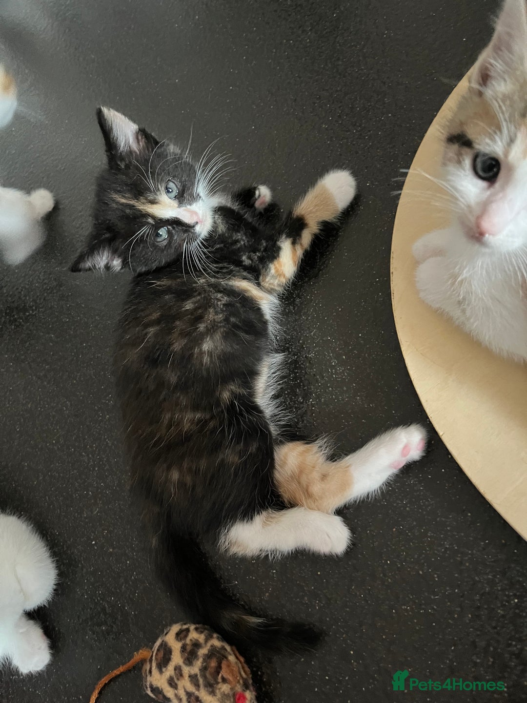 Domestic Shorthair cats for sale: Litter of 9 Beautiful Kittens - Image 24