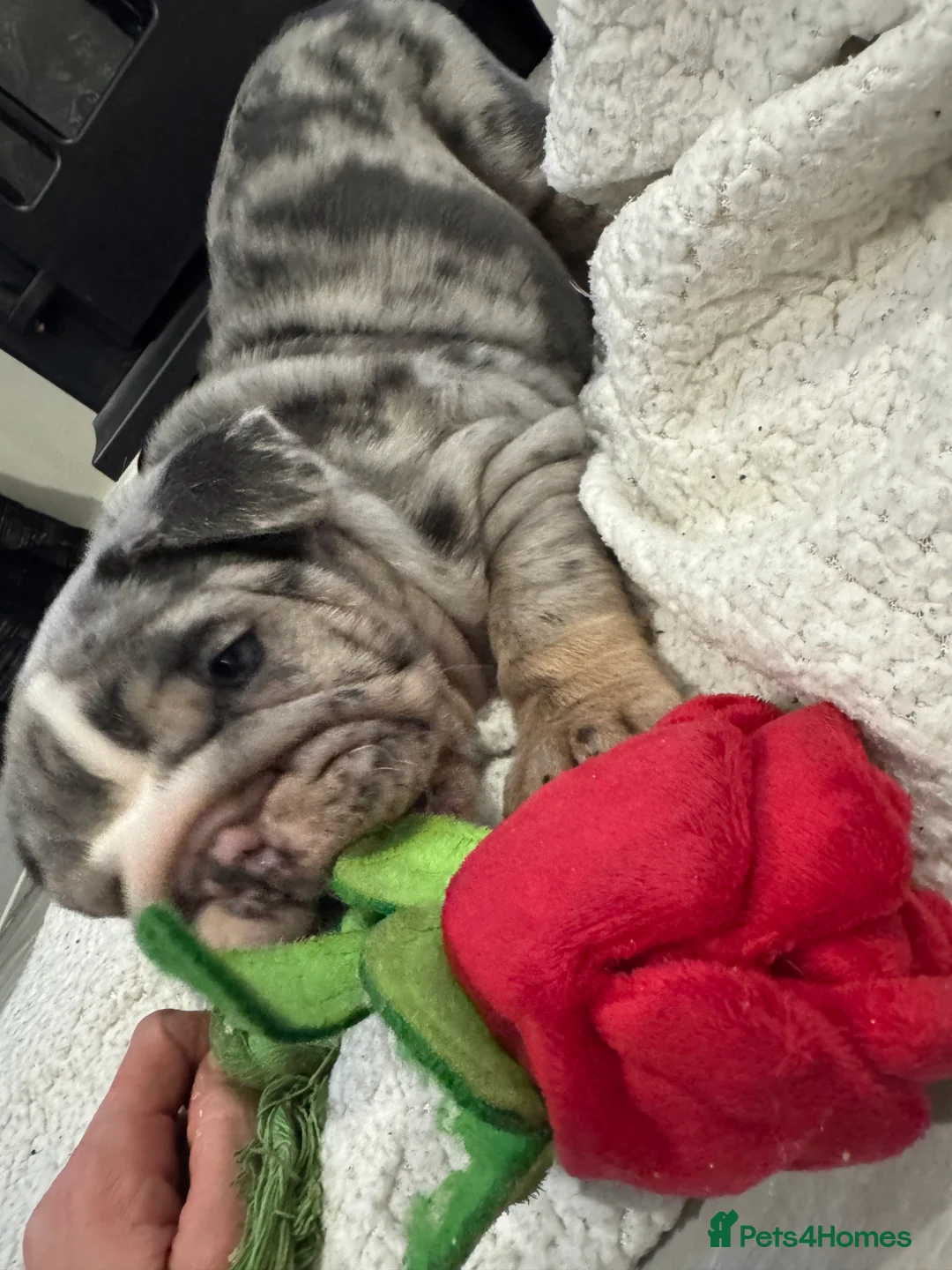 English Bulldog dogs for sale: English bulldogs puppies  - Advert 4