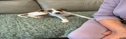 Whippet dogs for sale: Beautiful whippet bitch available  - Advert 4