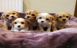 Cavachon dogs for sale: 8 Beautiful Cavachons💙💙💙🩷🩷🩷🩷🩷 - Image 8