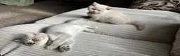 British Shorthair cats for sale: GCCF Imperial Grand Champion Parent & Grandparent in Deeside - Advert 5