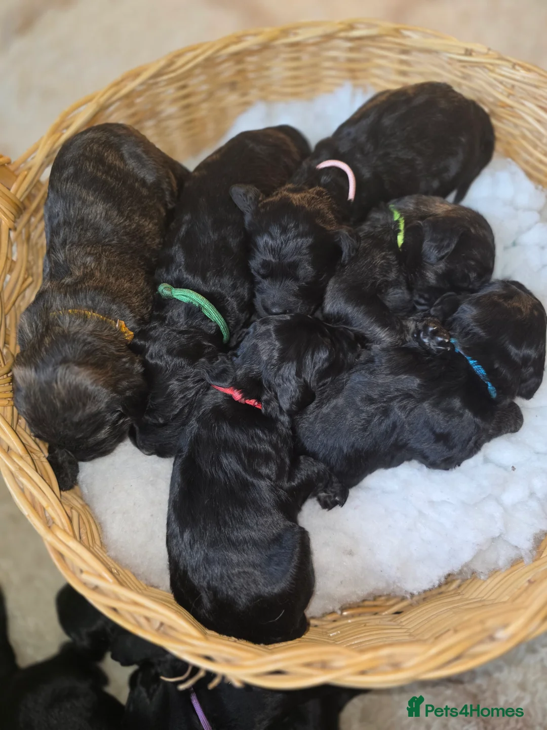 Goldendoodle dogs for sale: Outstanding F1 Goldendoodle Puppies - Advert 6