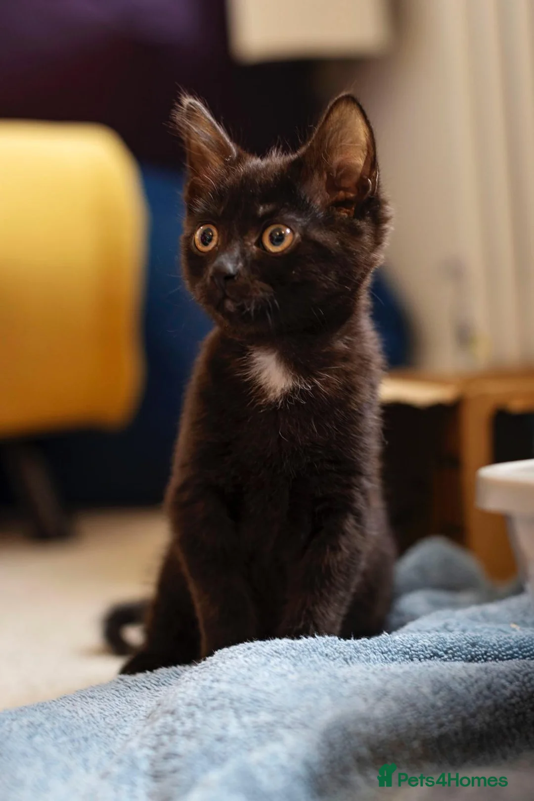 Mixed Breed cats for sale: One gorgeous 1/2 Siberian Boy left in Dorking - Advert 1