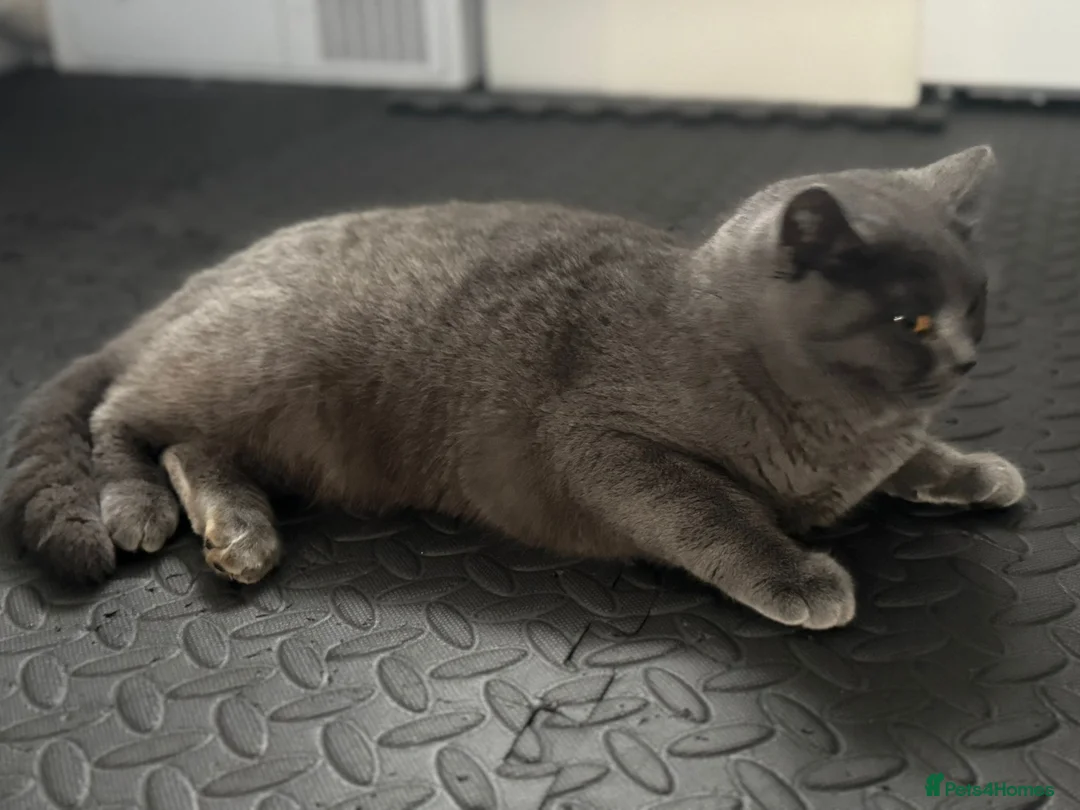 British Shorthair cats for sale: golden tabby british short hair M/F - Advert 2