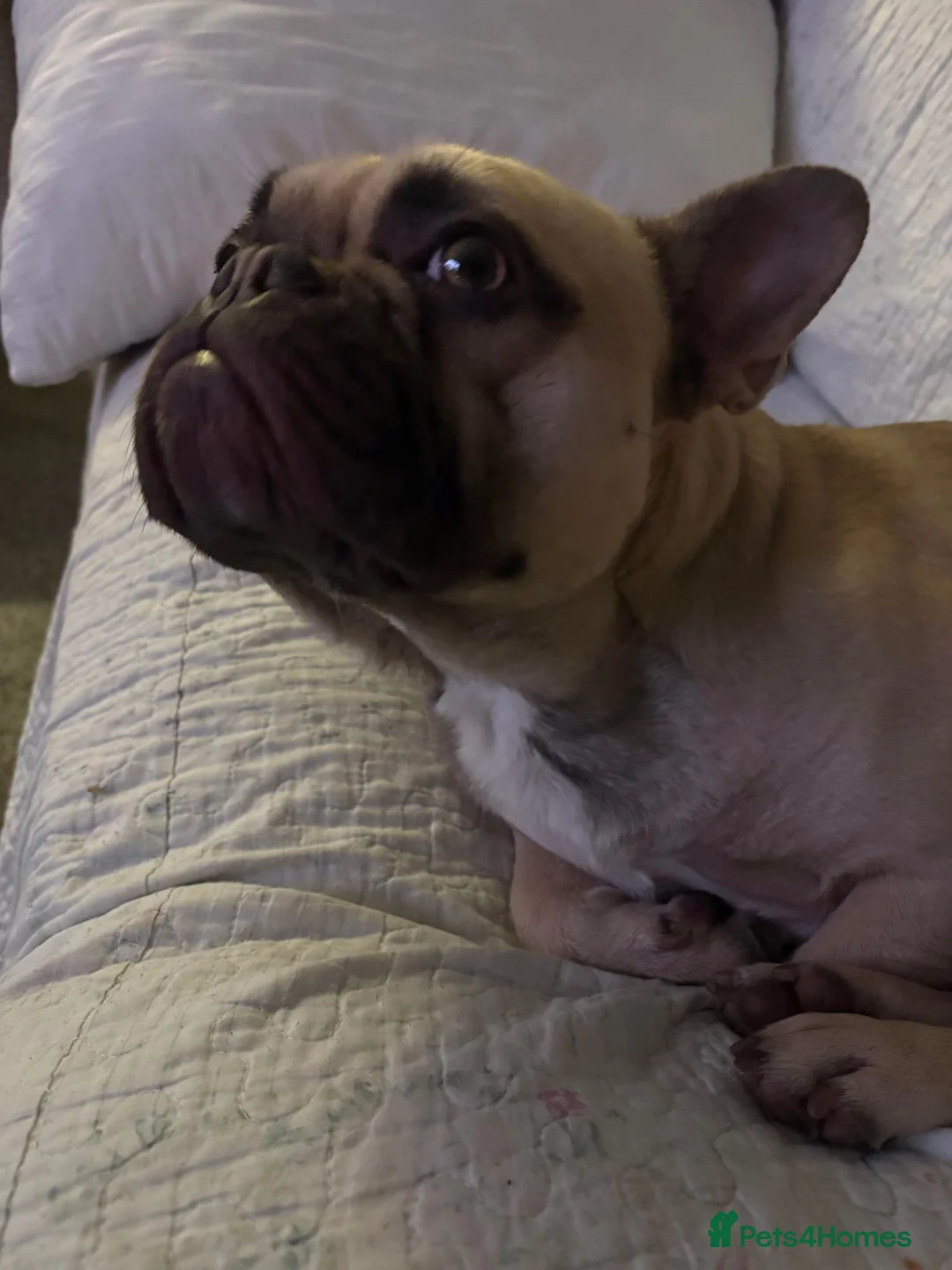 French Bulldog dogs for sale: 2 year old French Bulldog - Advert 3