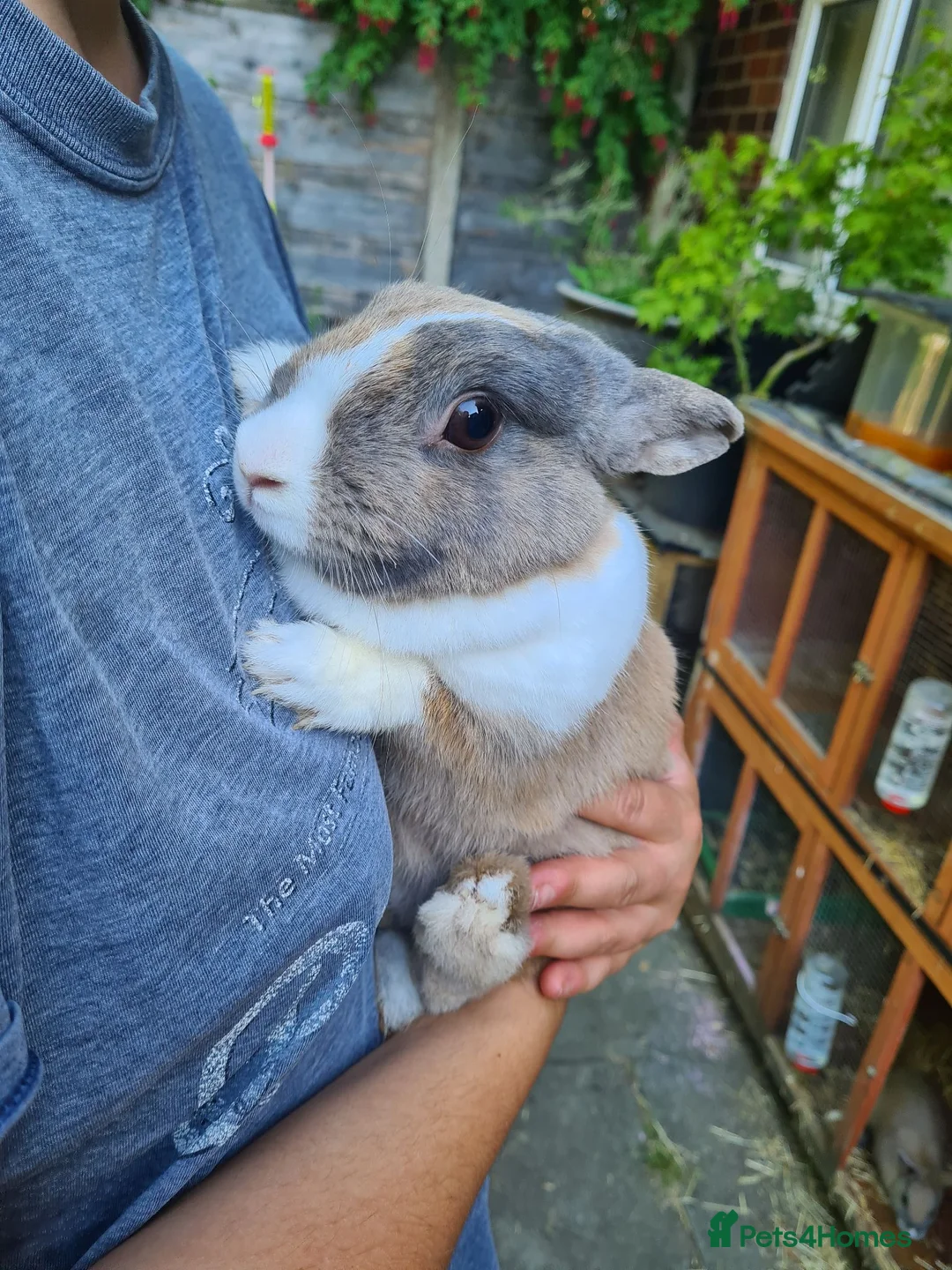 Mini Lion Lop rabbits for sale: Female mini lop x lion head  - Advert 1