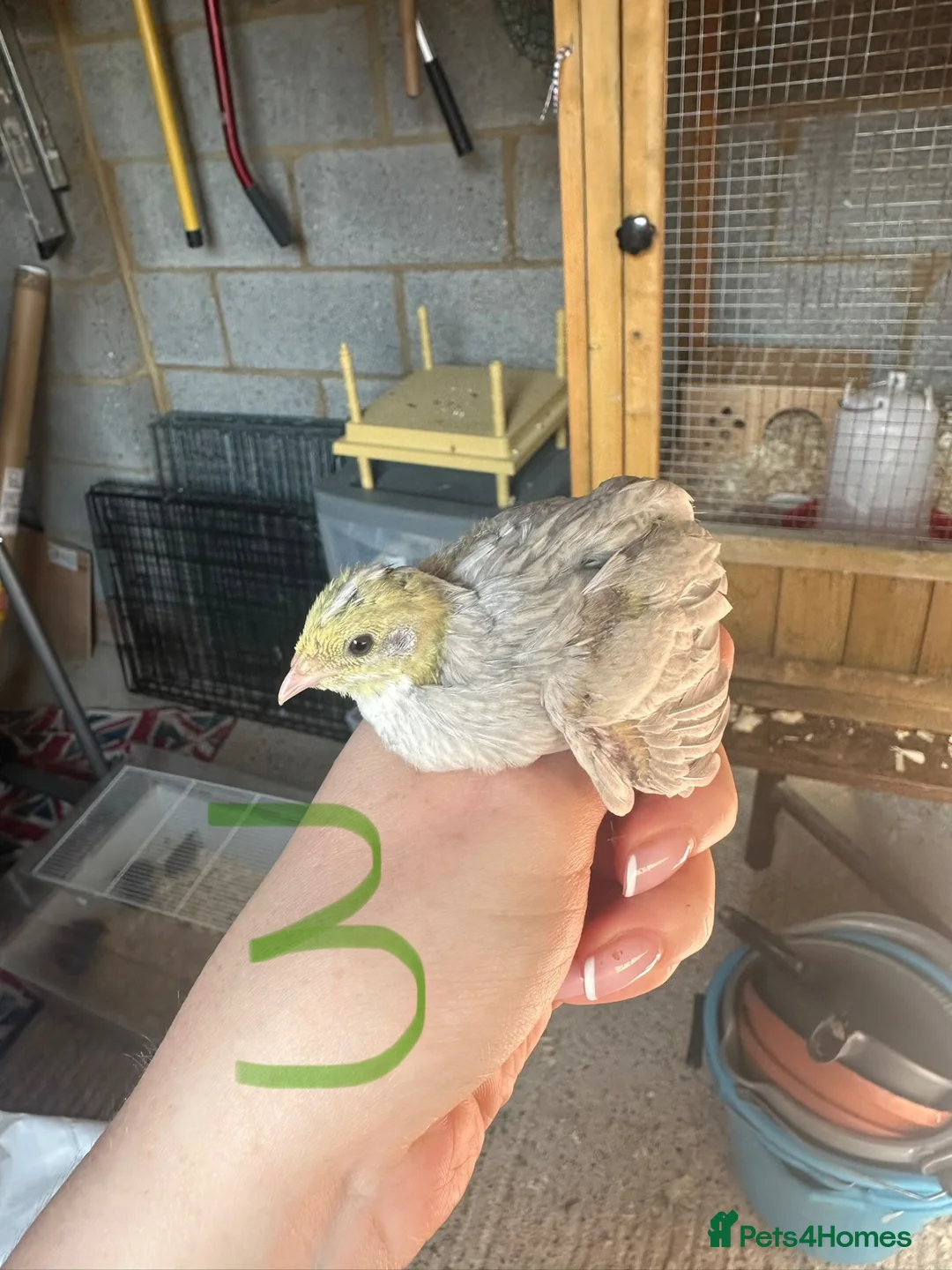 Quail poultry for sale: Chinese painted quail  - Advert 3