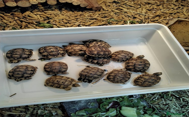 Tortoise reptiles - Advert 3