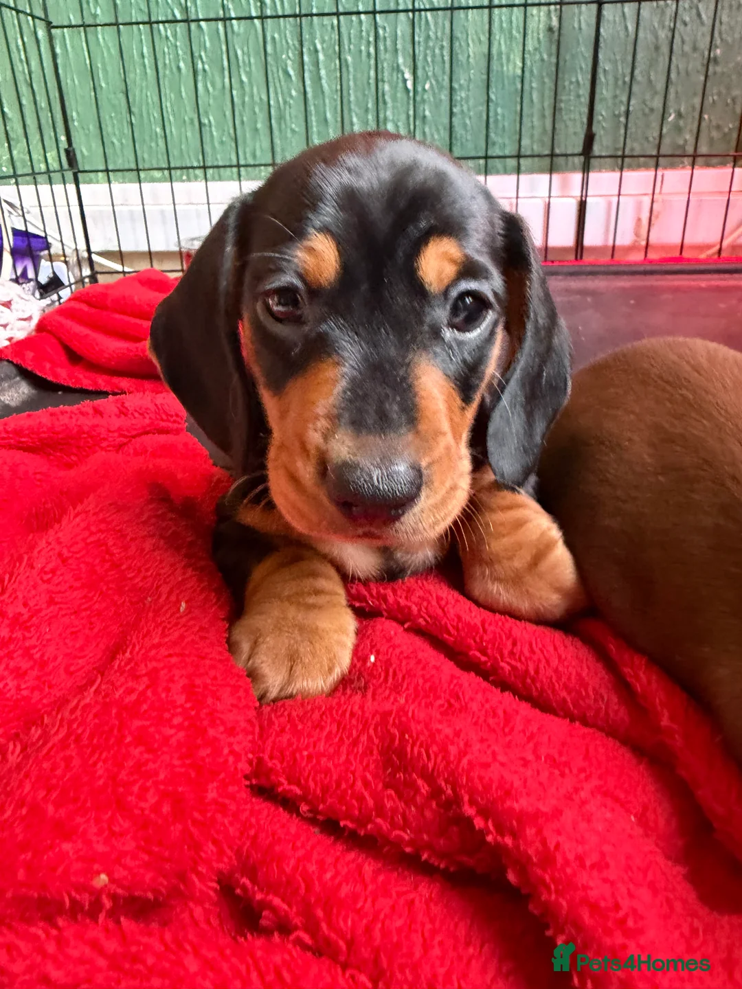 Dachshund dogs for sale: 4 beautiful boys  - Advert 9