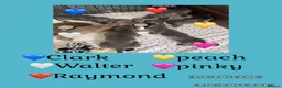 Miniature Dachshund dogs for sale: Blue and tan Mini dachshund pups ready !! 5 left!  in Newport - Advert 34