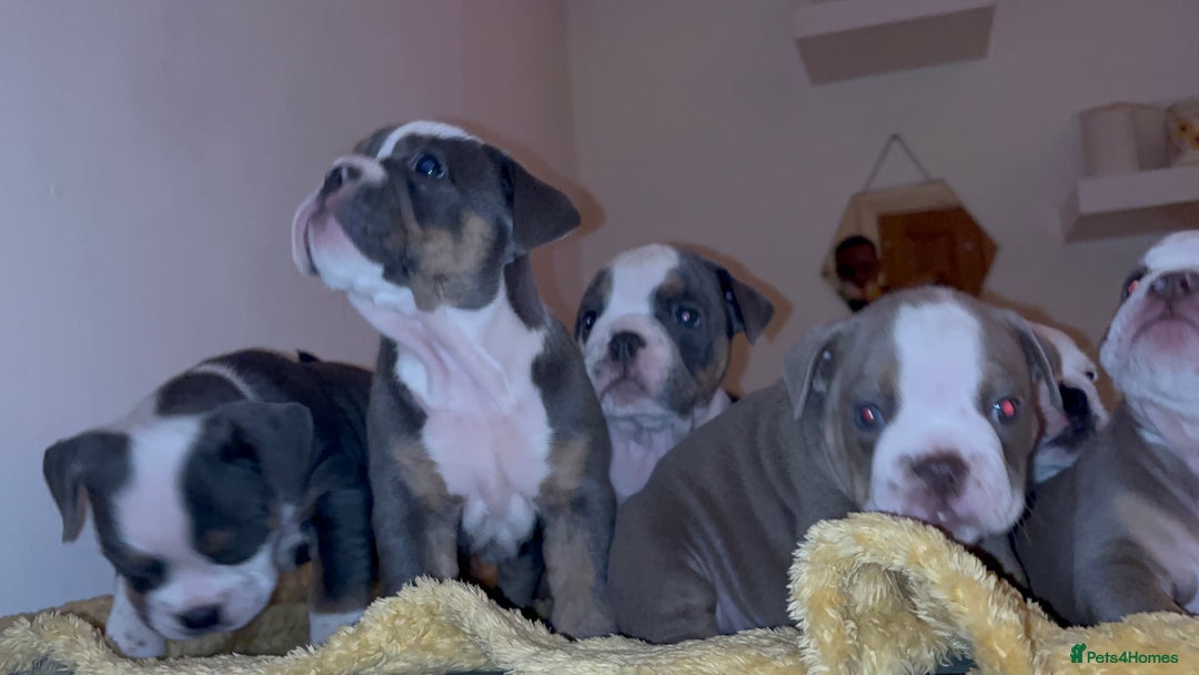 Olde English Bulldogge dogs for sale: Olde English bulldogs puppies  - Image 37