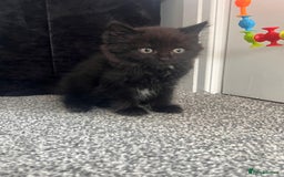 Domestic Shorthair cats for sale: Domestic Longhair for sale  - Image 4