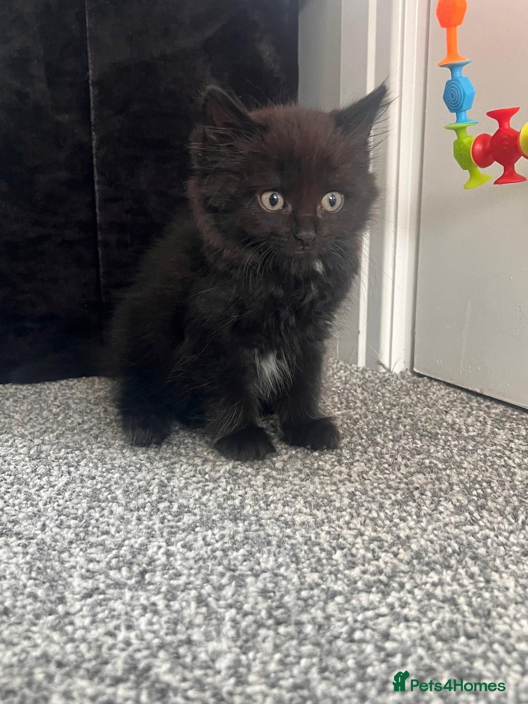 Domestic Shorthair cats for sale: Domestic Longhair for sale  - Image 4