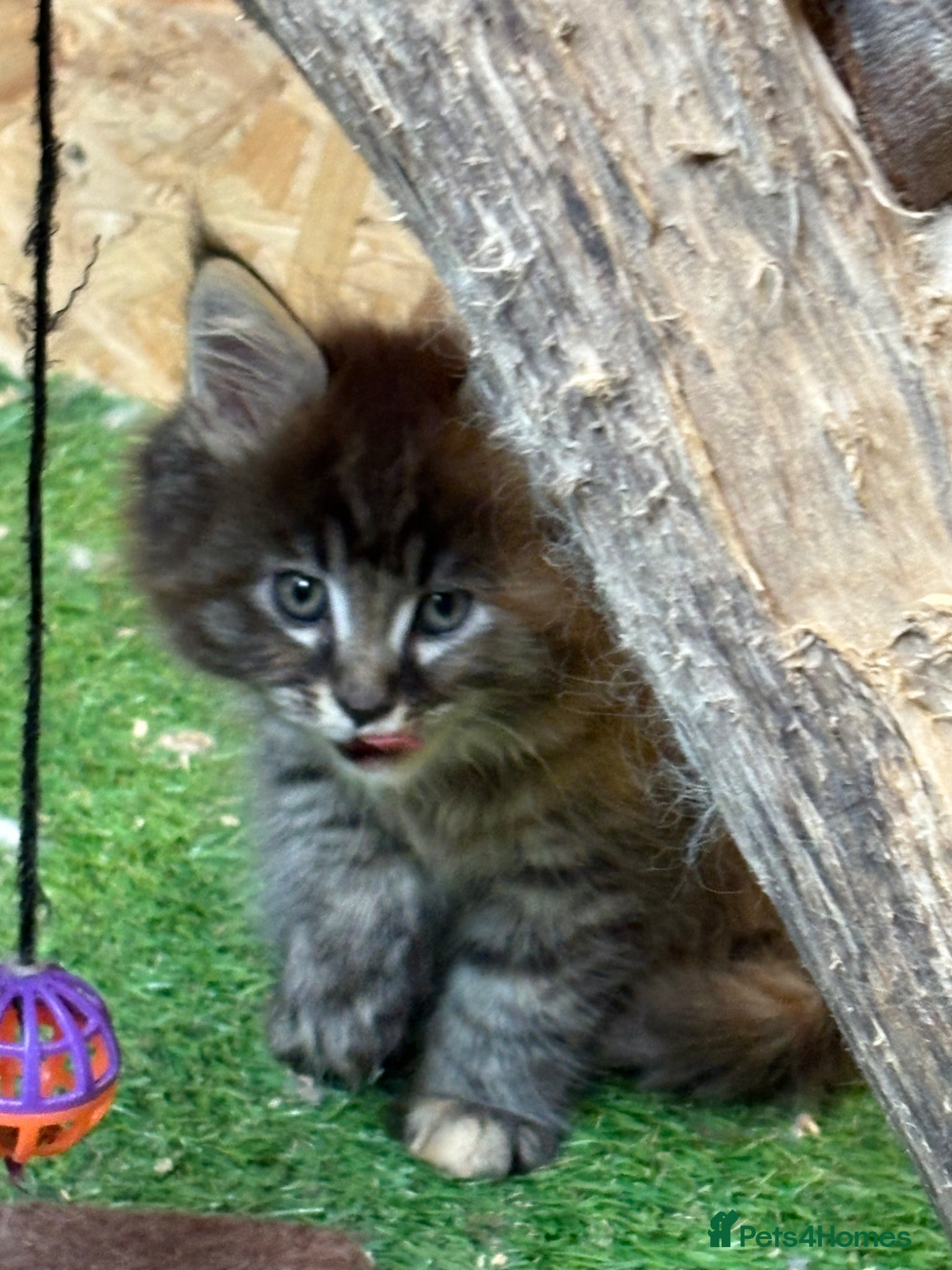 Maine Coon cats for sale: Main coon kittens  - Advert 5