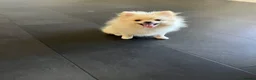Pomeranian dogs for sale: Boy Pomeranian  - Advert 4