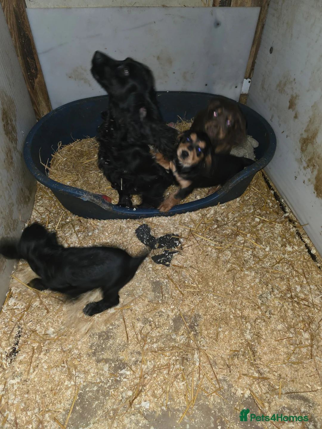 Cocker Spaniel dogs for sale: Cocker Spaniel puppies, ready to leave now - Advert 2