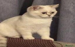 British Shorthair cats for sale: CUTE BRITISH SHORT HAIR LOOKING FOR FOREVER HOME - Image 14