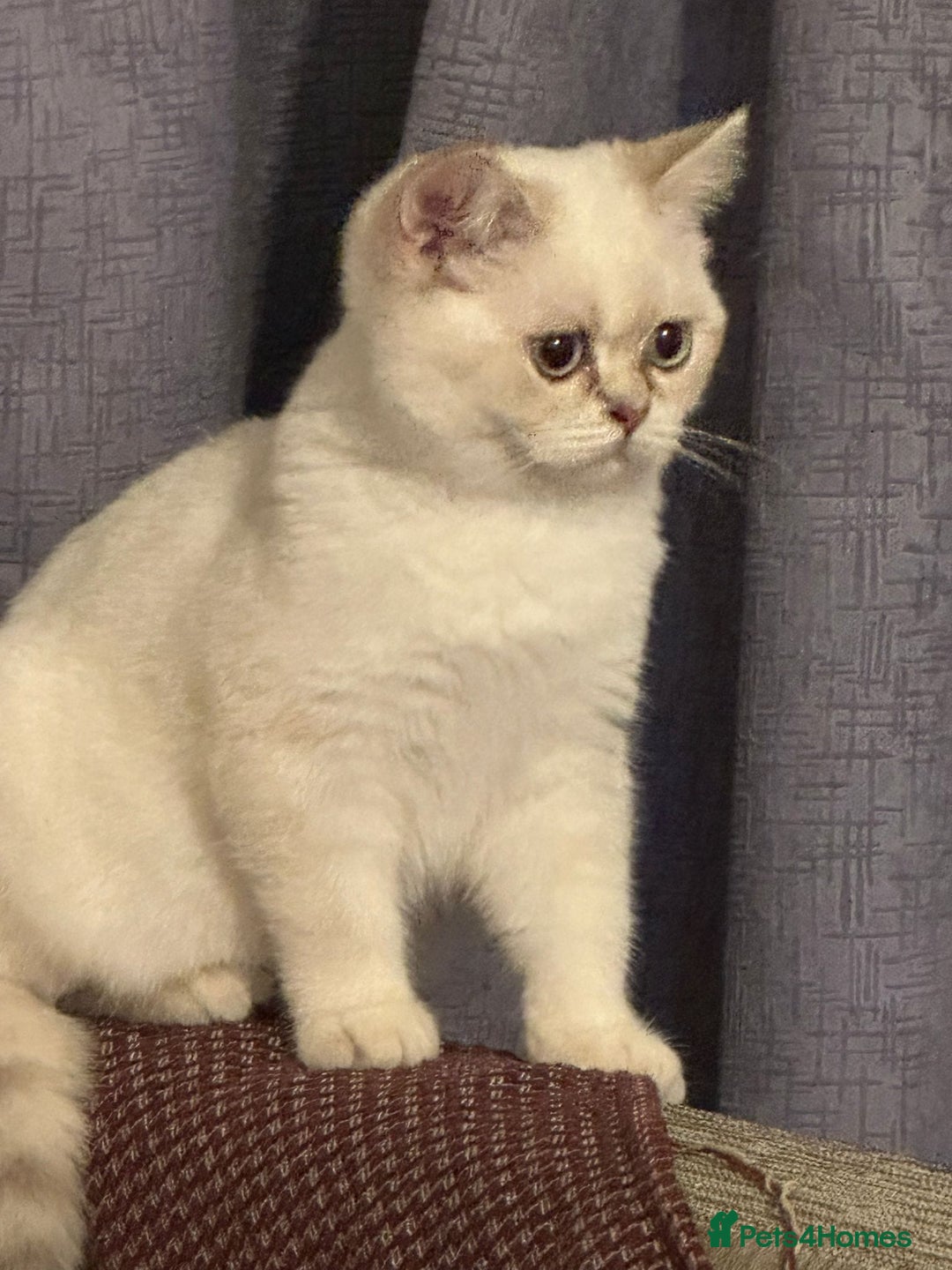 British Shorthair cats for sale: CUTE BRITISH SHORT HAIR LOOKING FOR FOREVER HOME - Image 14