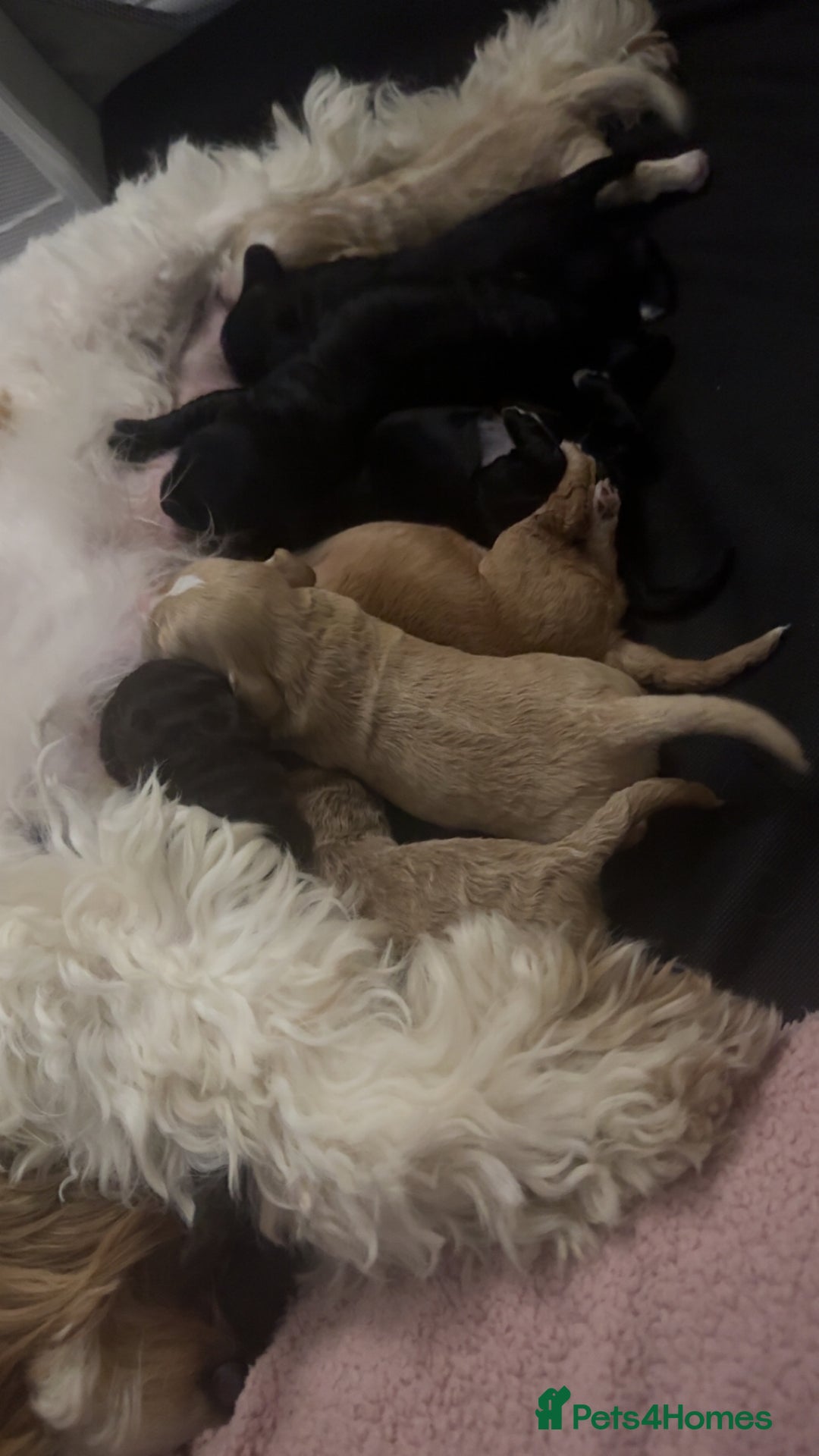Mixed Breed dogs for sale: Litter off 8 girls f2 cockapoos  - Image 14