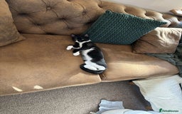 Mixed Breed cats for sale: Two female kittens  - Image 4