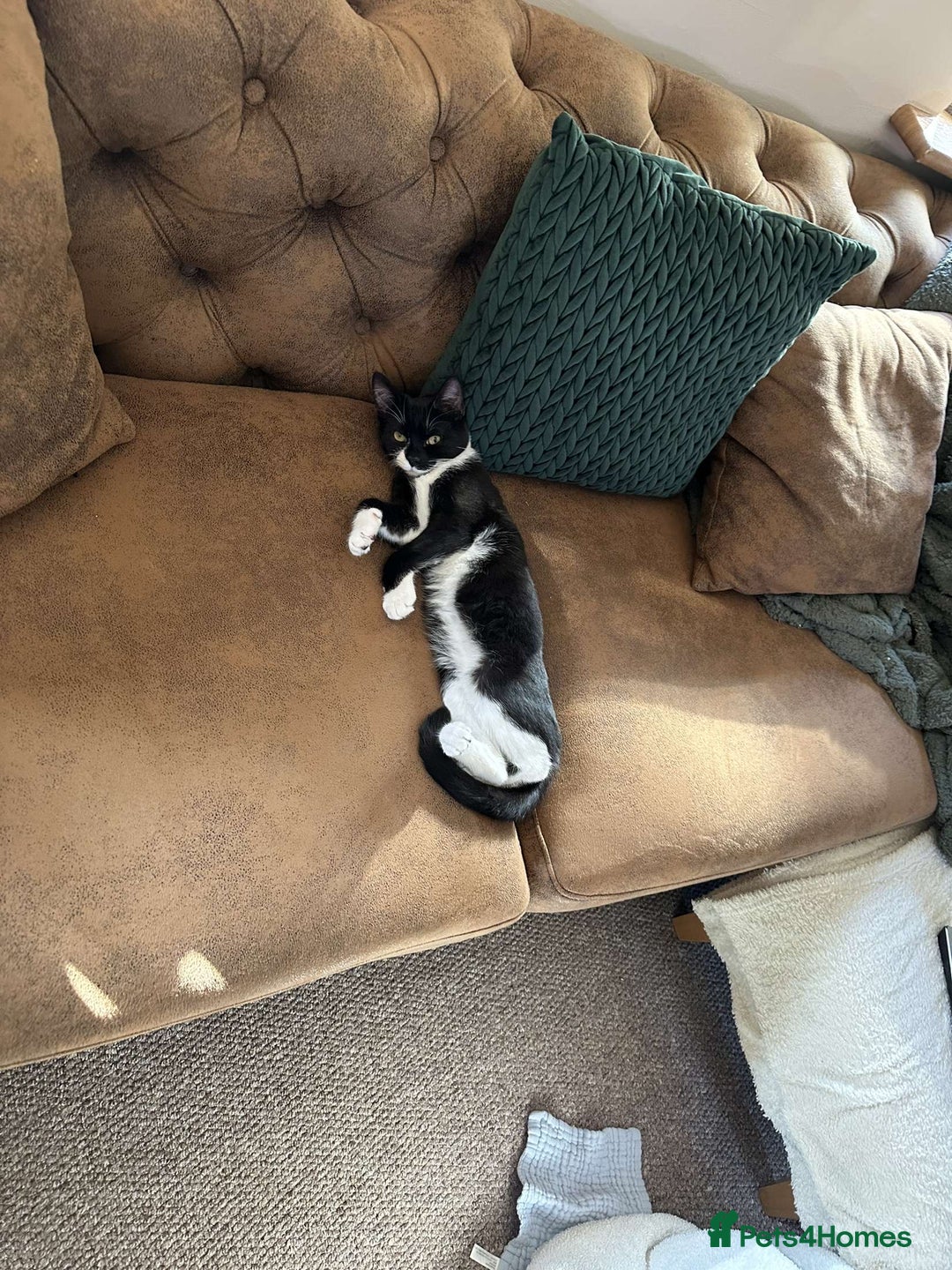 Mixed Breed cats for sale: Two female kittens  - Image 4