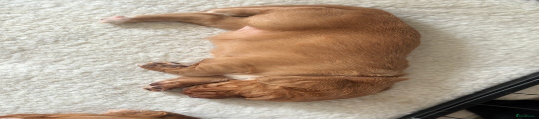 Cocker Spaniel Puppy 4