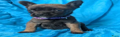 Mixed Breed 7