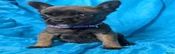 Mixed Breed dogs for sale:  adorable Mali mix  puppies in Llanelli - Advert 7