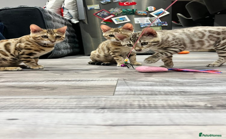 Bengal cats - Advert 4